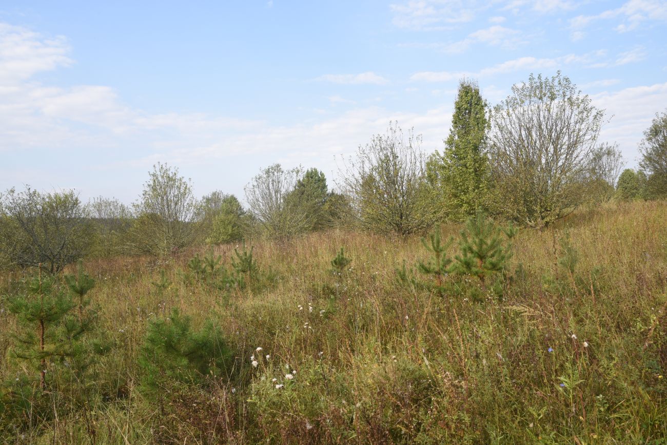 Урочище Дубенка, image of landscape/habitat.