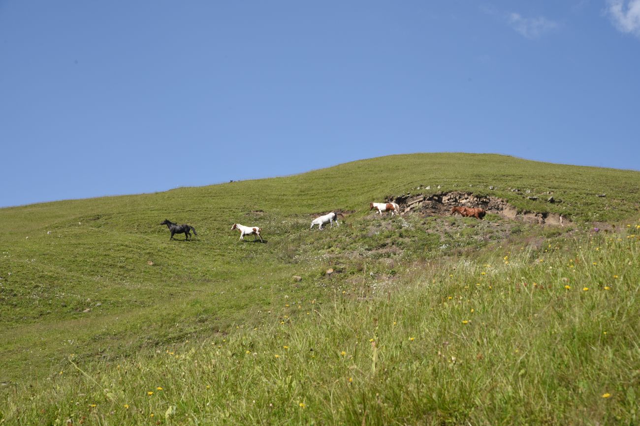 Окрестности урочища Цамадой, image of landscape/habitat.