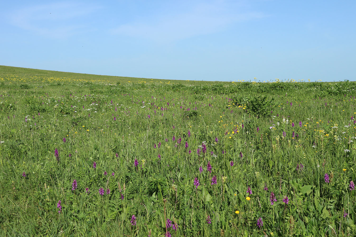 Джисса, image of landscape/habitat.