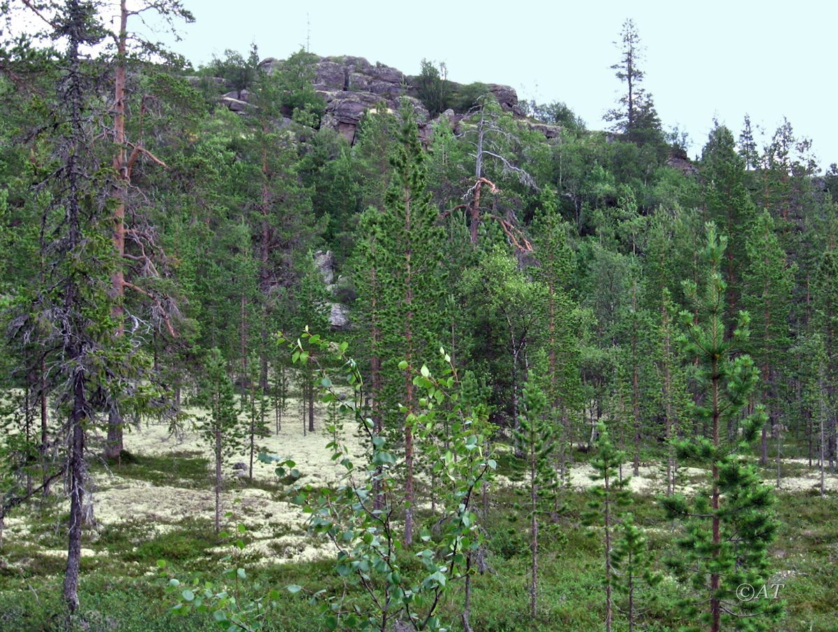 Гора Немецкая, image of landscape/habitat.