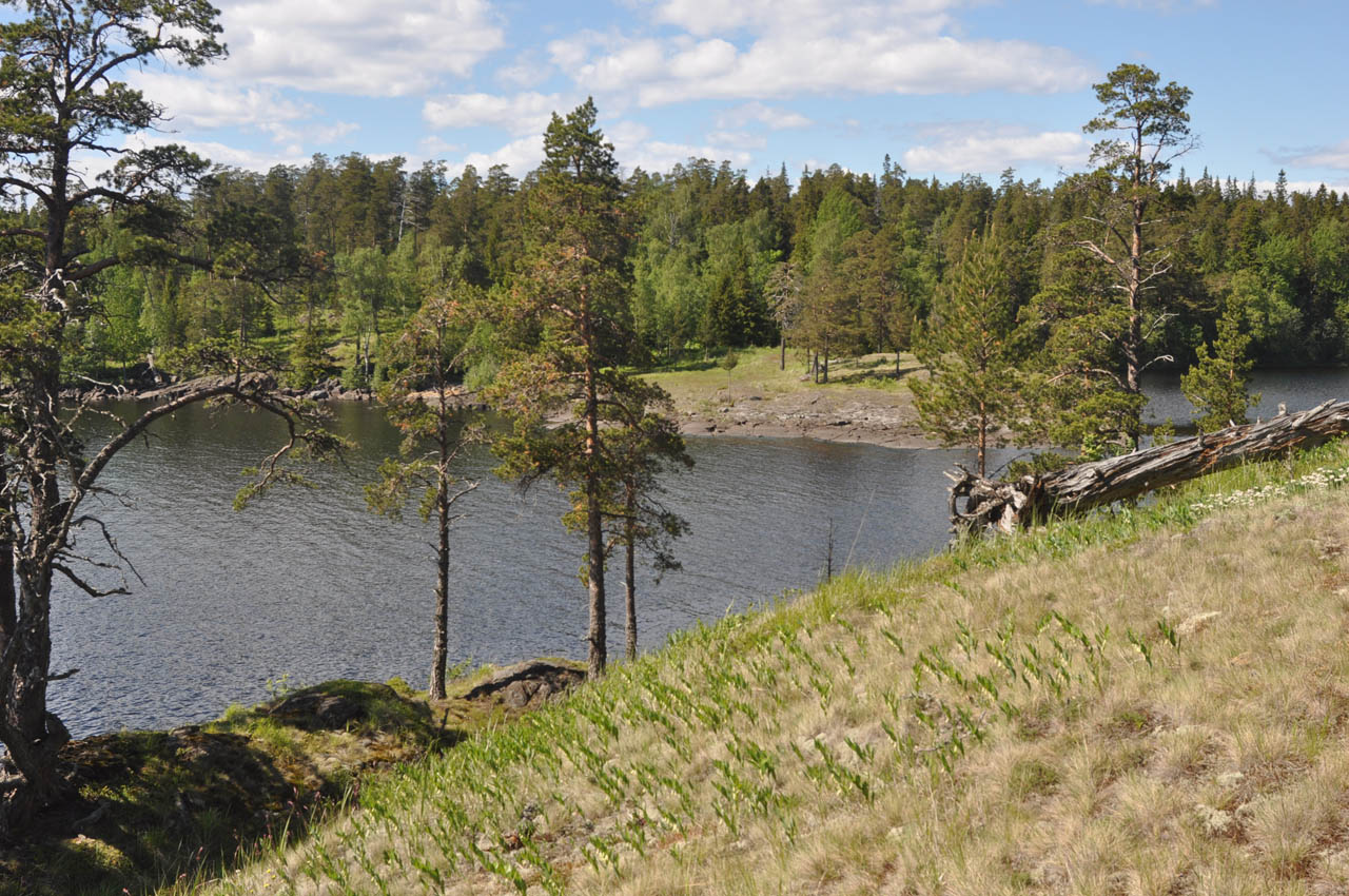 Валаам, image of landscape/habitat.