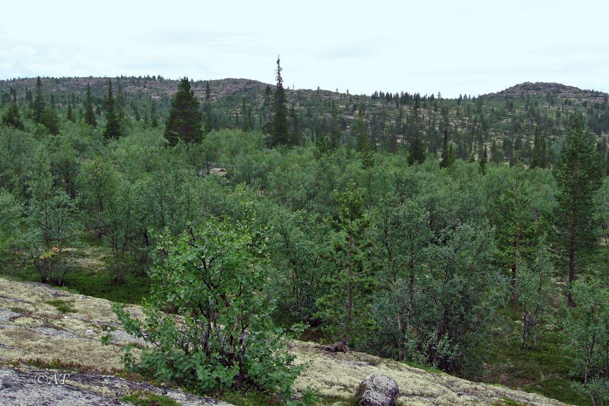 Гора Немецкая, image of landscape/habitat.