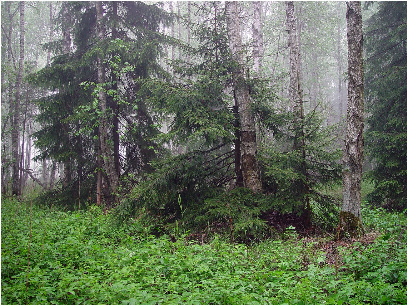 Окрестности Хрипани, image of landscape/habitat.