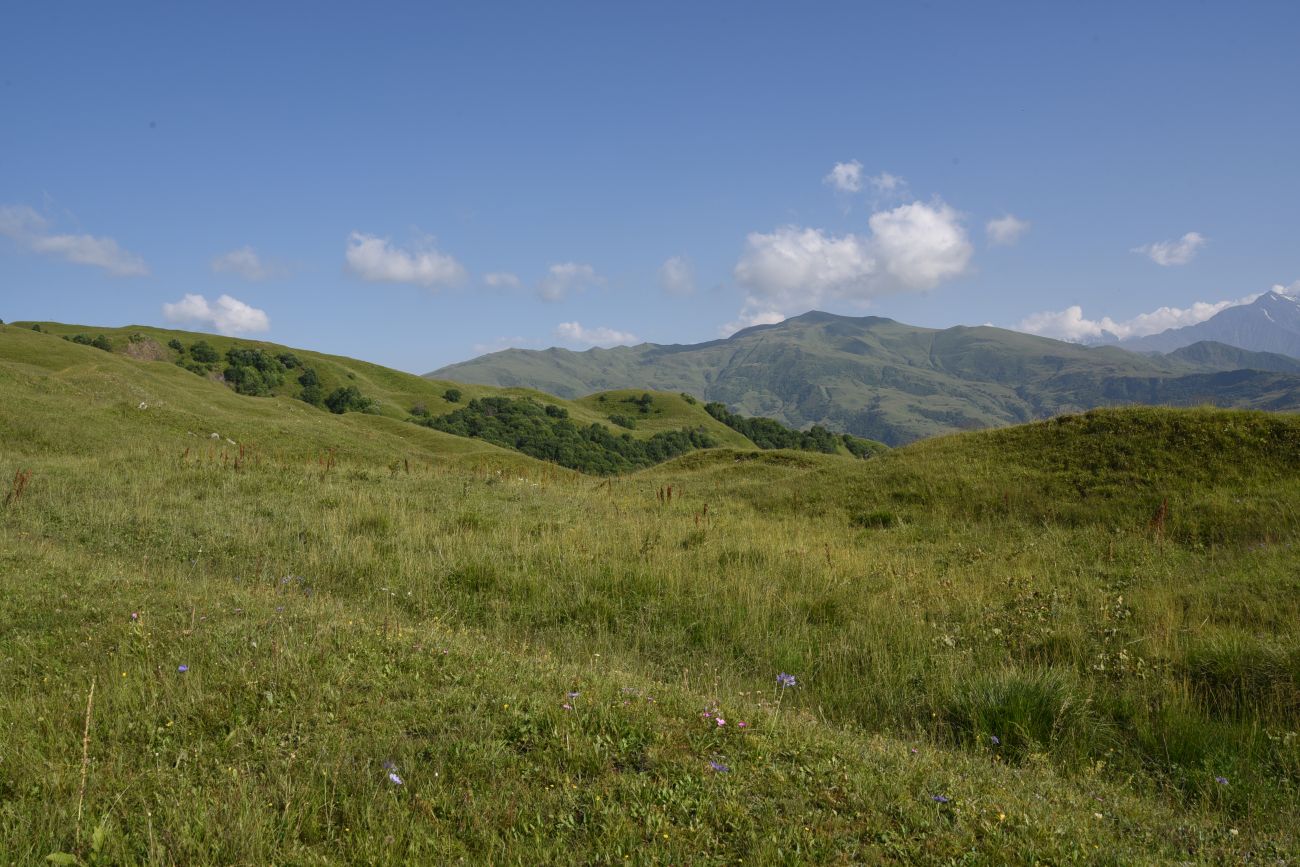 Окрестности урочища Цамадой, image of landscape/habitat.