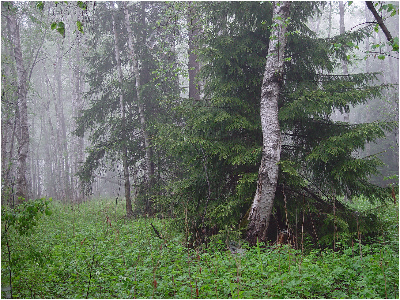 Окрестности Хрипани, image of landscape/habitat.