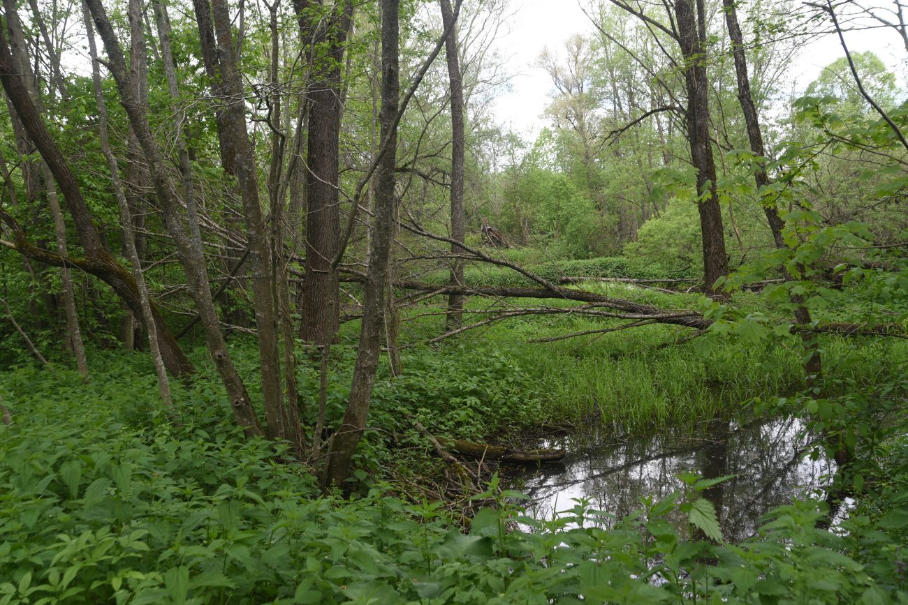 Окрестности деревни Семичёво, image of landscape/habitat.