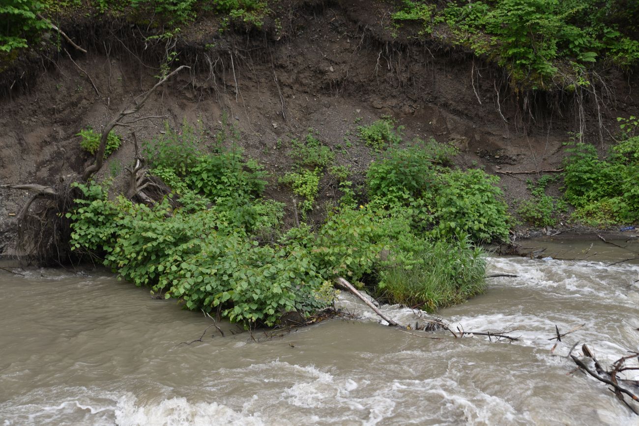 Нижнее течение реки Гулойхи, image of landscape/habitat.