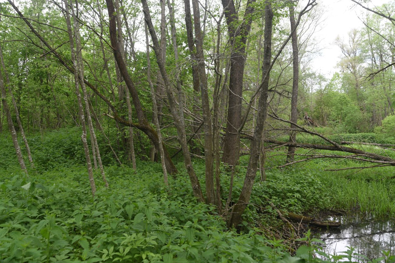 Окрестности деревни Семичёво, image of landscape/habitat.