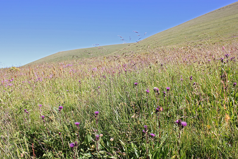 Плато Лаго-Наки, image of landscape/habitat.