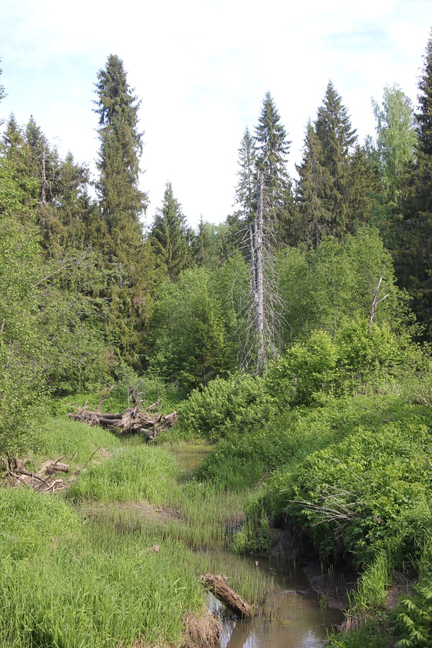 Окрестности Зеркального озера, image of landscape/habitat.