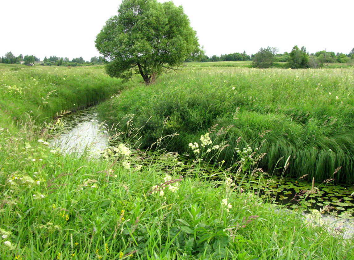 Ильд в среднем течении, image of landscape/habitat.