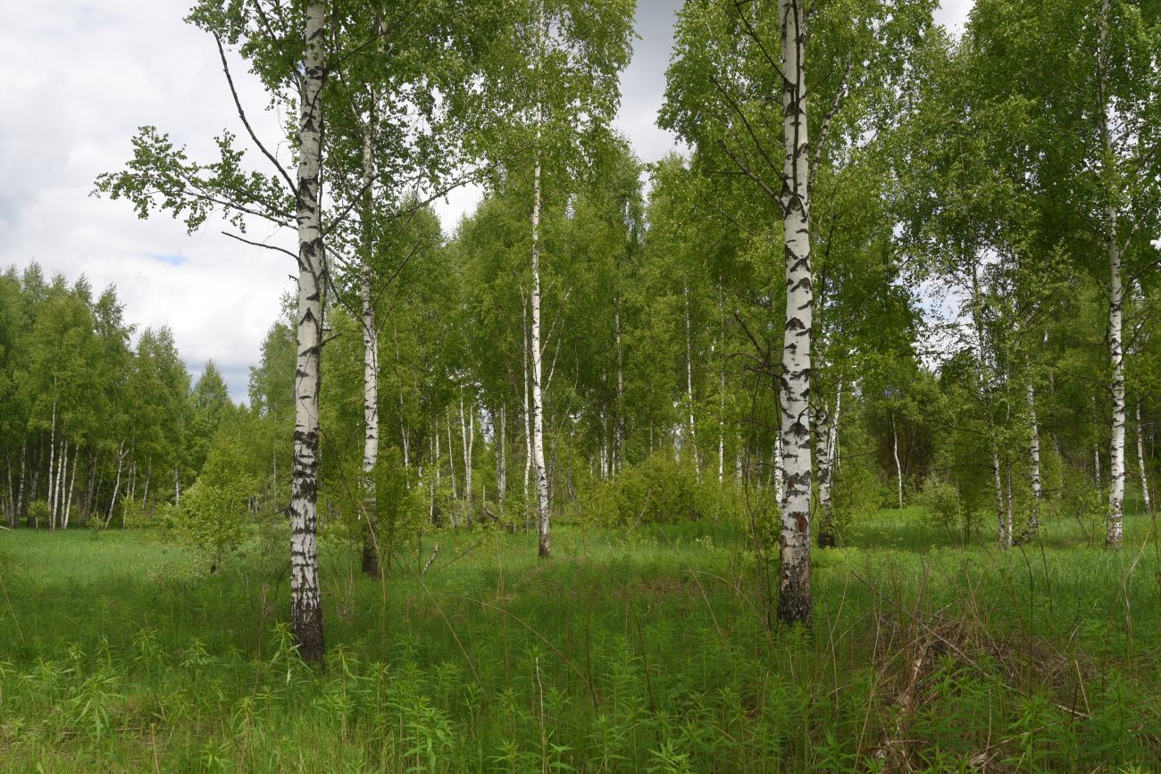 Окрестности деревни Мальцево, image of landscape/habitat.