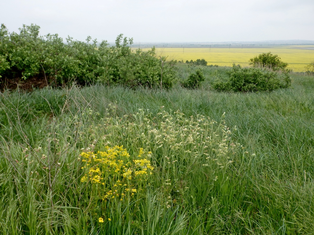 Дубовый Рынок, image of landscape/habitat.