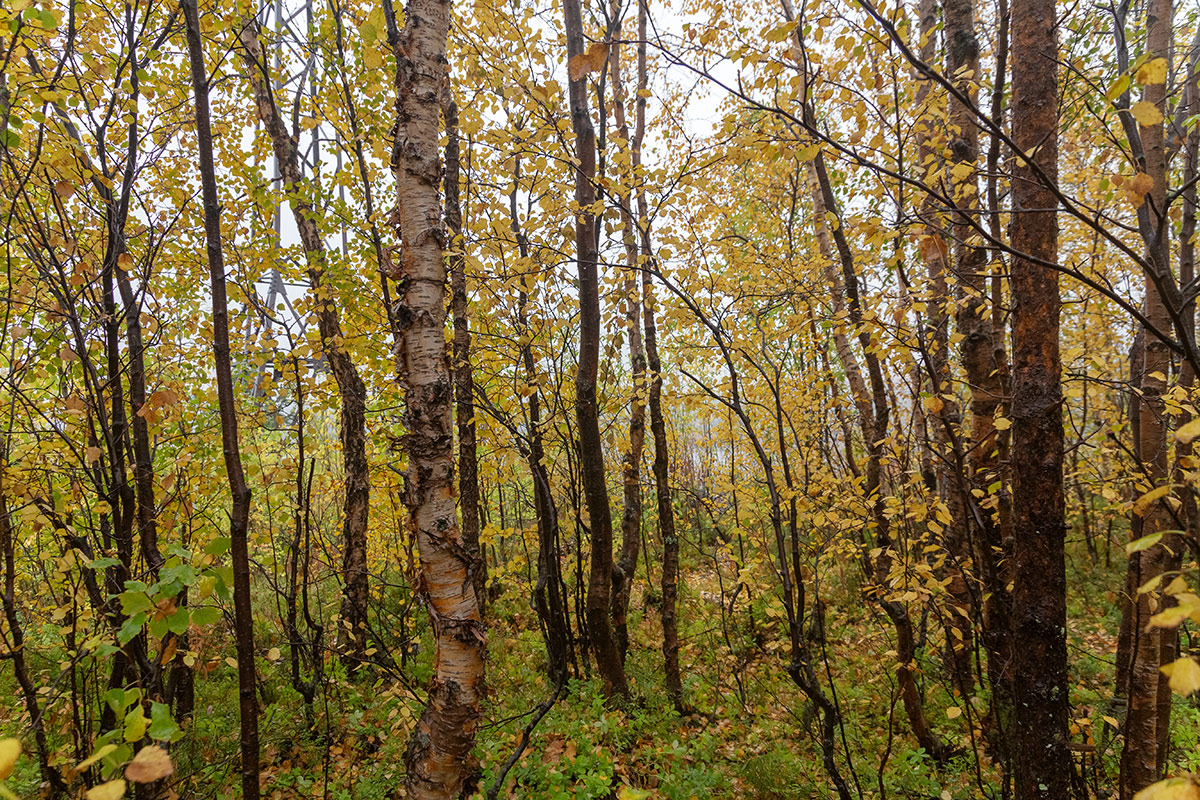 Мурманск, image of landscape/habitat.