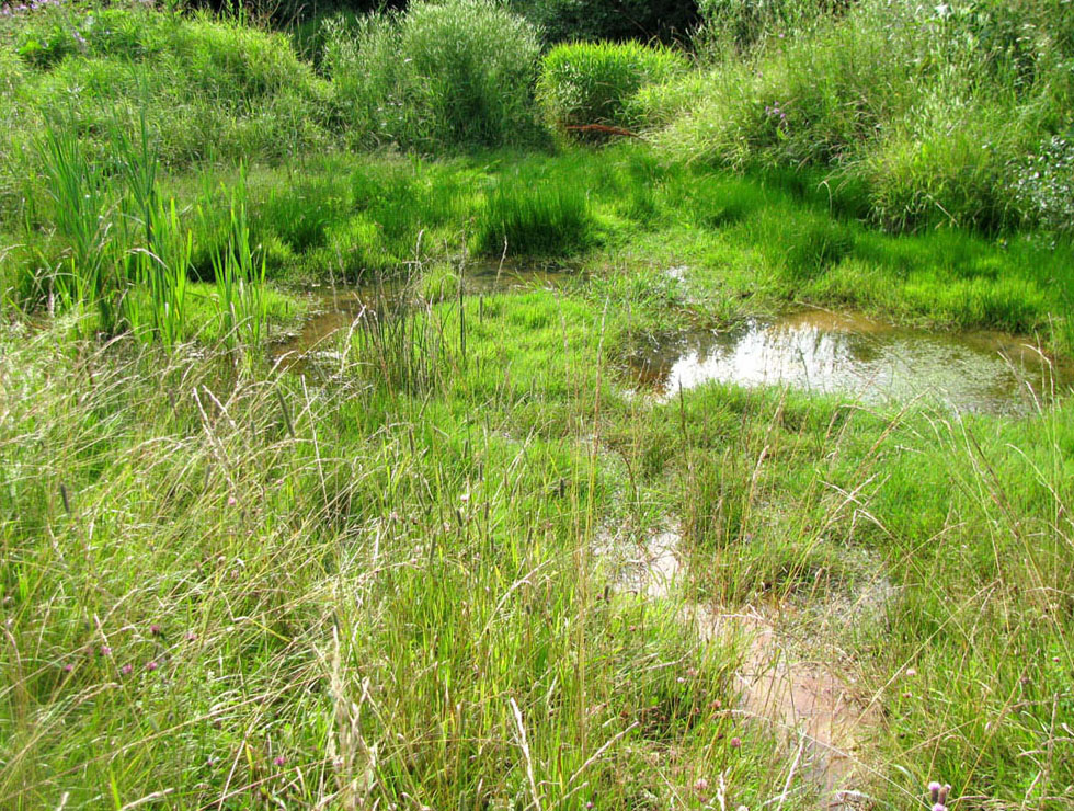 Ильд в среднем течении, image of landscape/habitat.