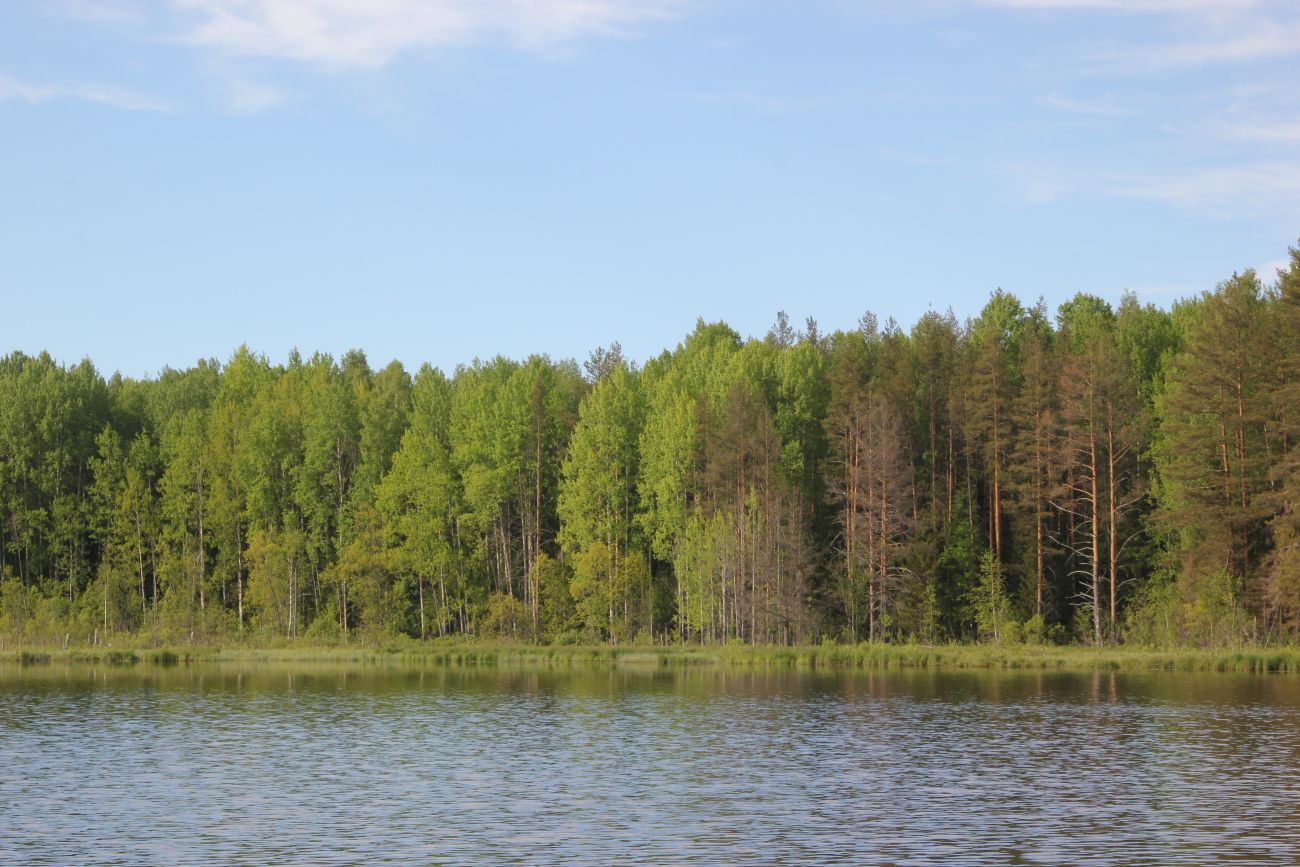 Окрестности Зеркального озера, image of landscape/habitat.