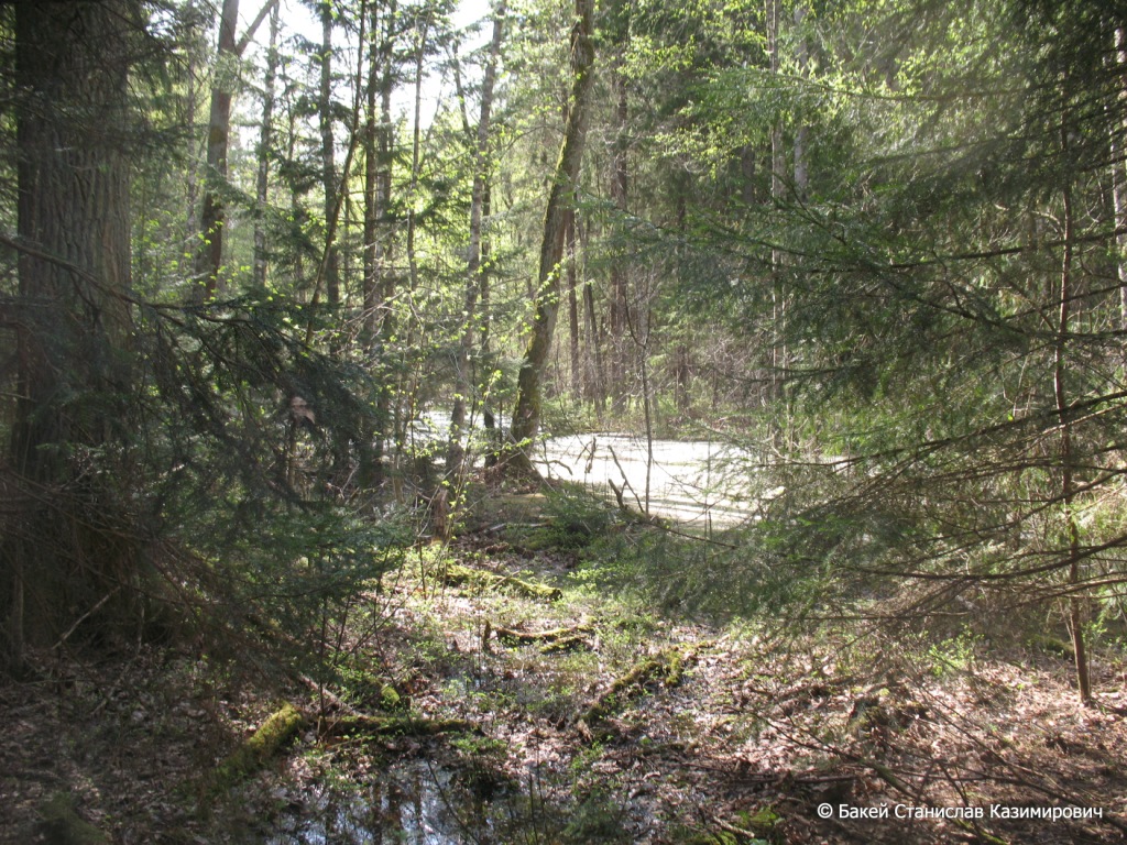 Селец, image of landscape/habitat.