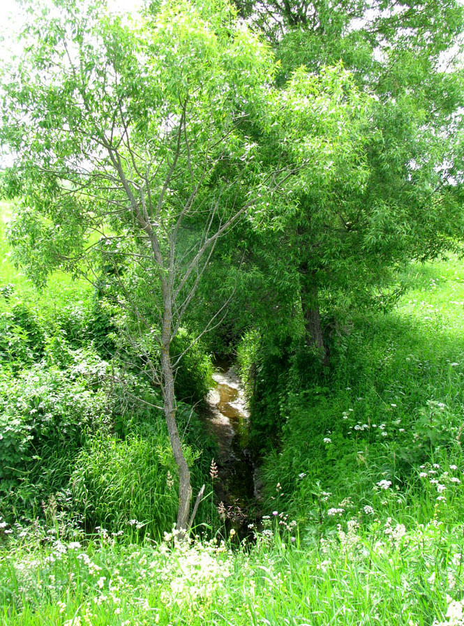 Корожечна у Большого Ильинского, image of landscape/habitat.