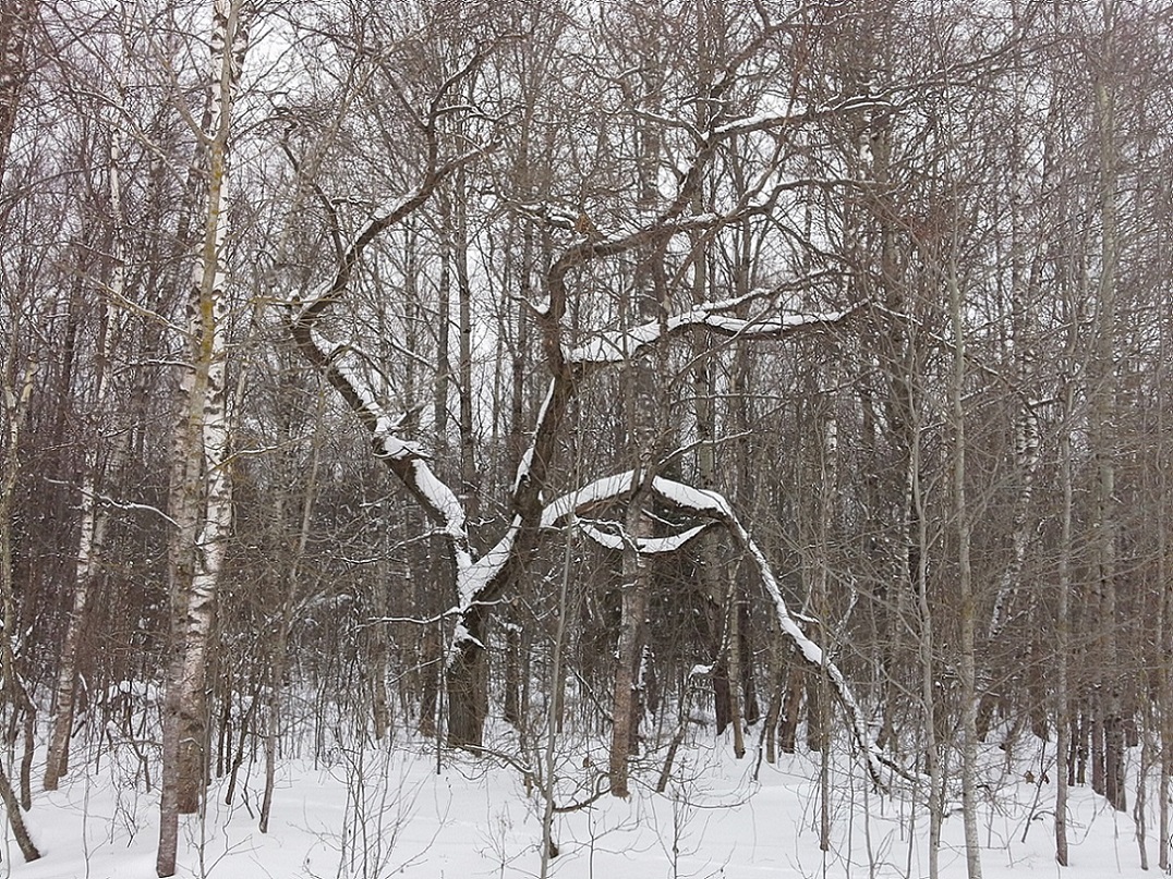 Окрестности деревни Чёлохово, image of landscape/habitat.