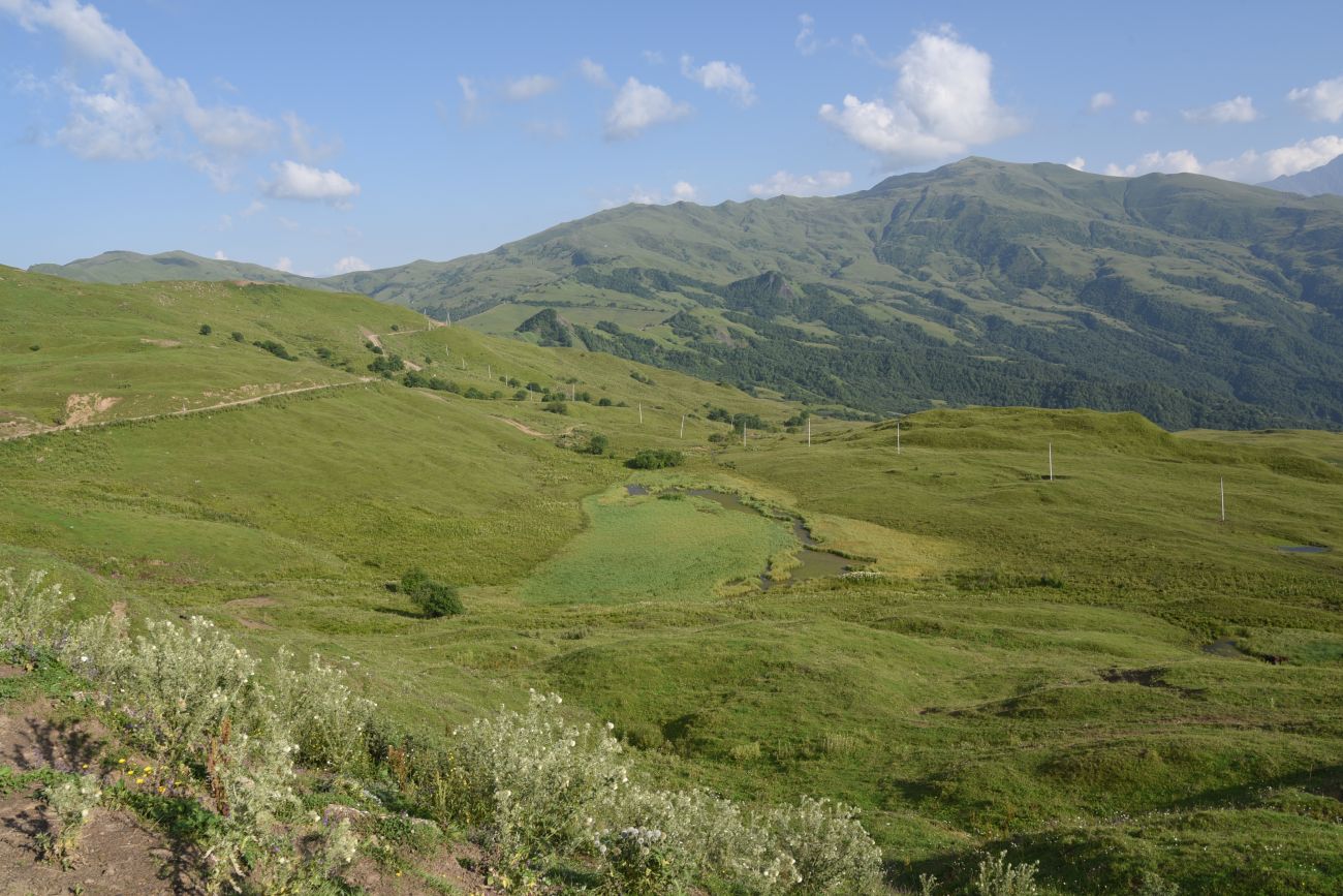 Окрестности урочища Цамадой, image of landscape/habitat.