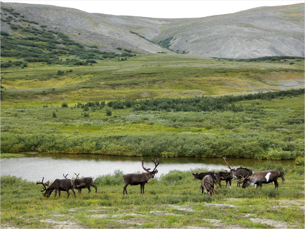 Большой Ханмей, image of landscape/habitat.