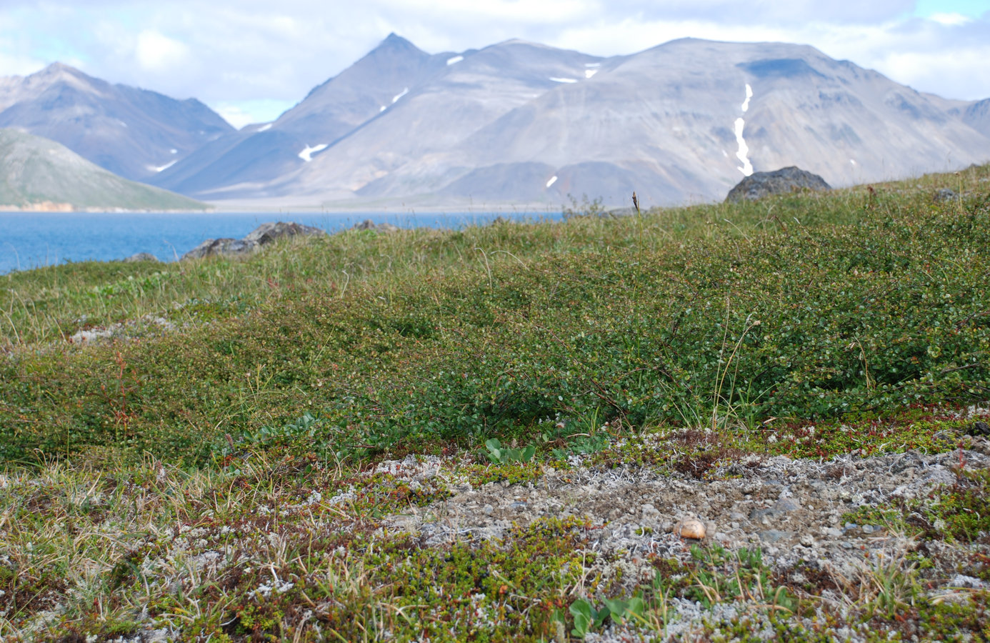 Бухта Провидения, image of landscape/habitat.