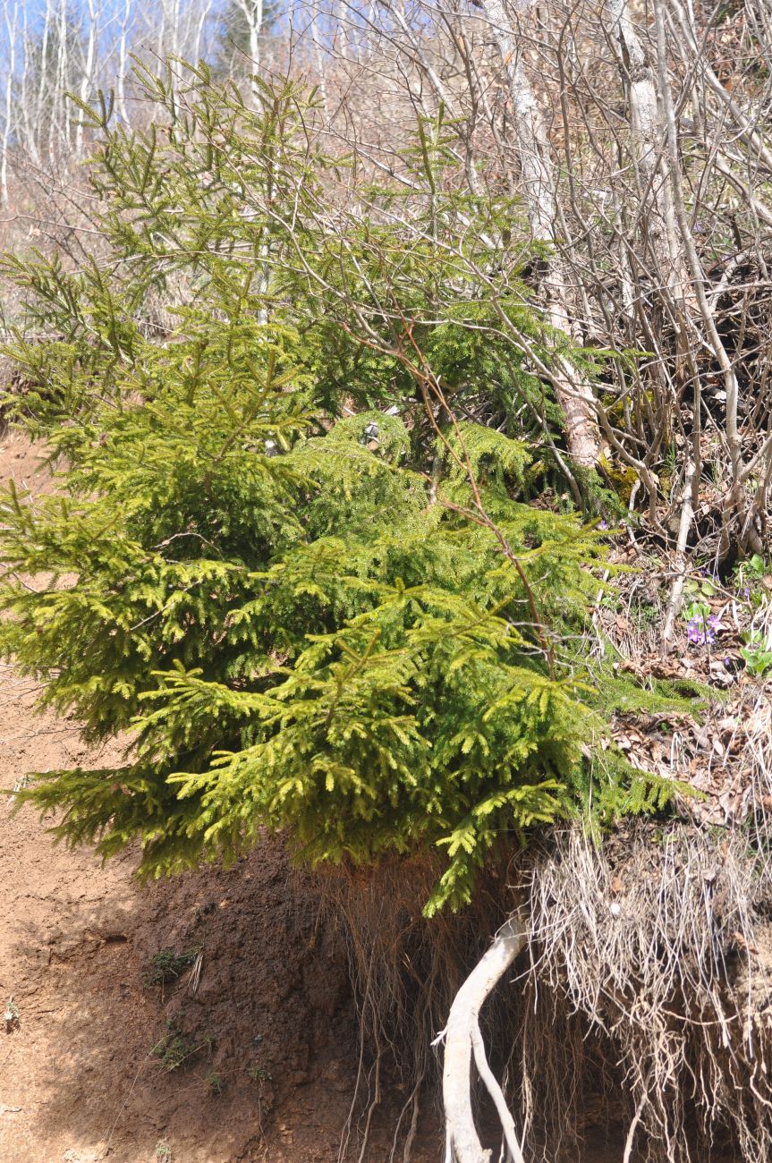 Окрестности монастыря Парехи, image of landscape/habitat.