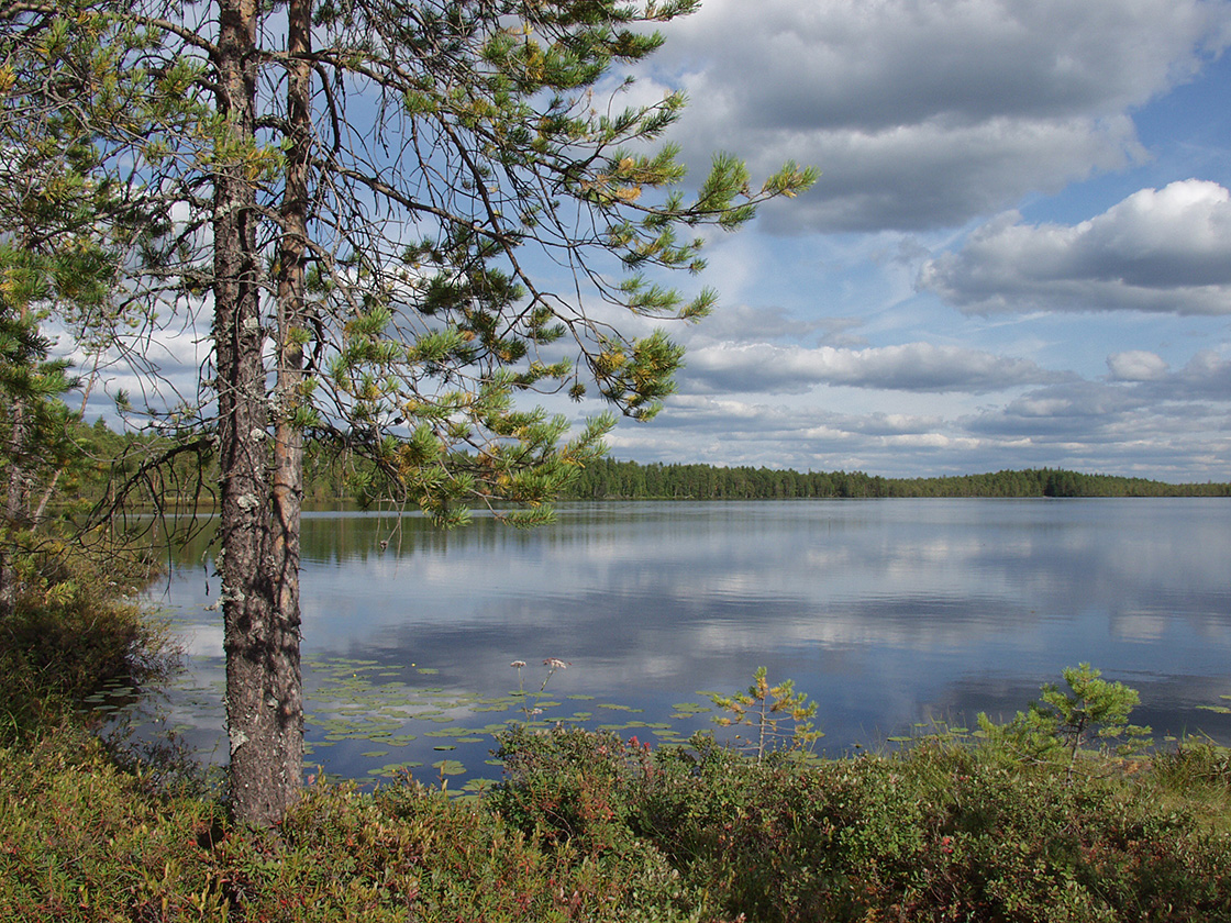 Акичкин Починок, image of landscape/habitat.