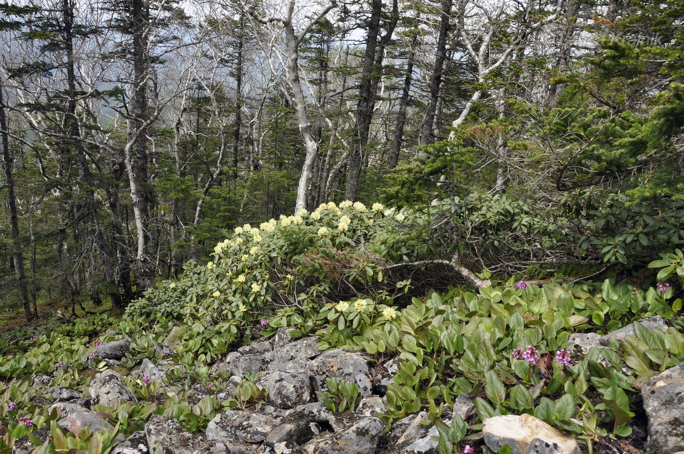 Гора Голец, image of landscape/habitat.