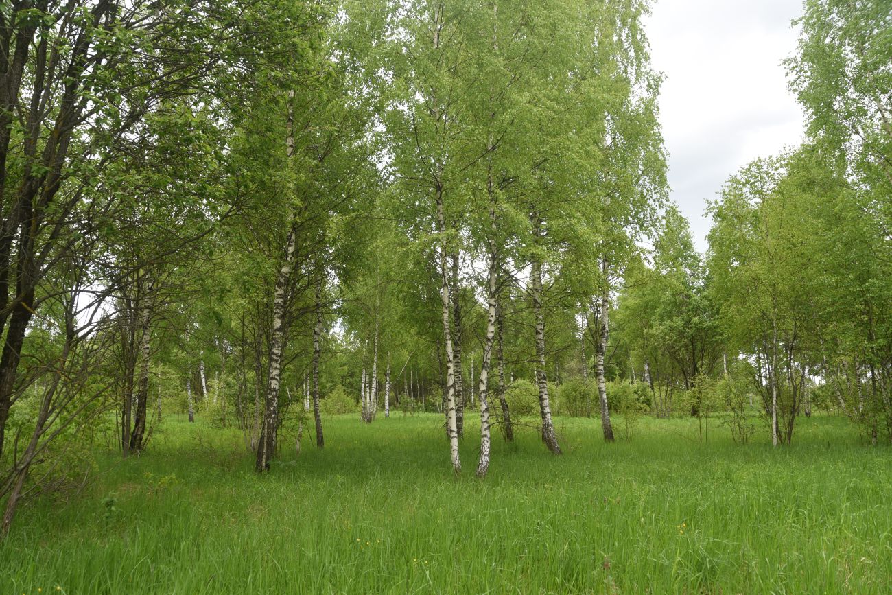 Окрестности деревни Мальцево, image of landscape/habitat.