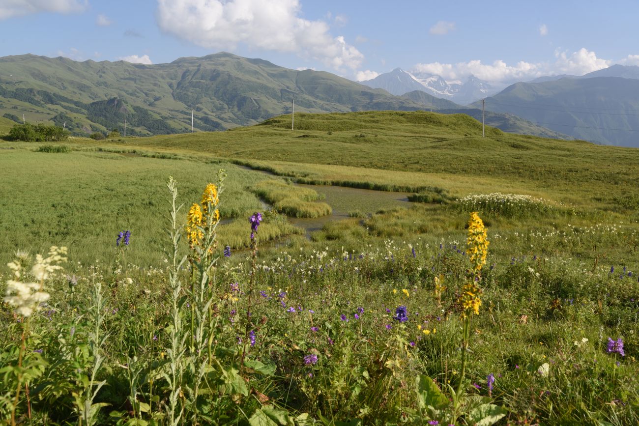 Окрестности урочища Цамадой, image of landscape/habitat.