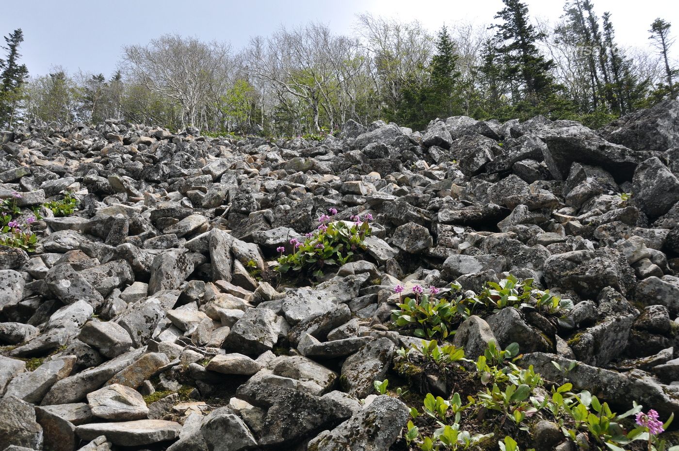 Гора Голец, image of landscape/habitat.