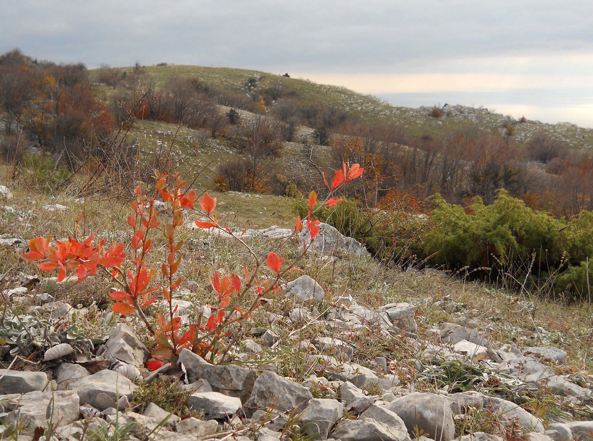 Ай-Петринская яйла, image of landscape/habitat.