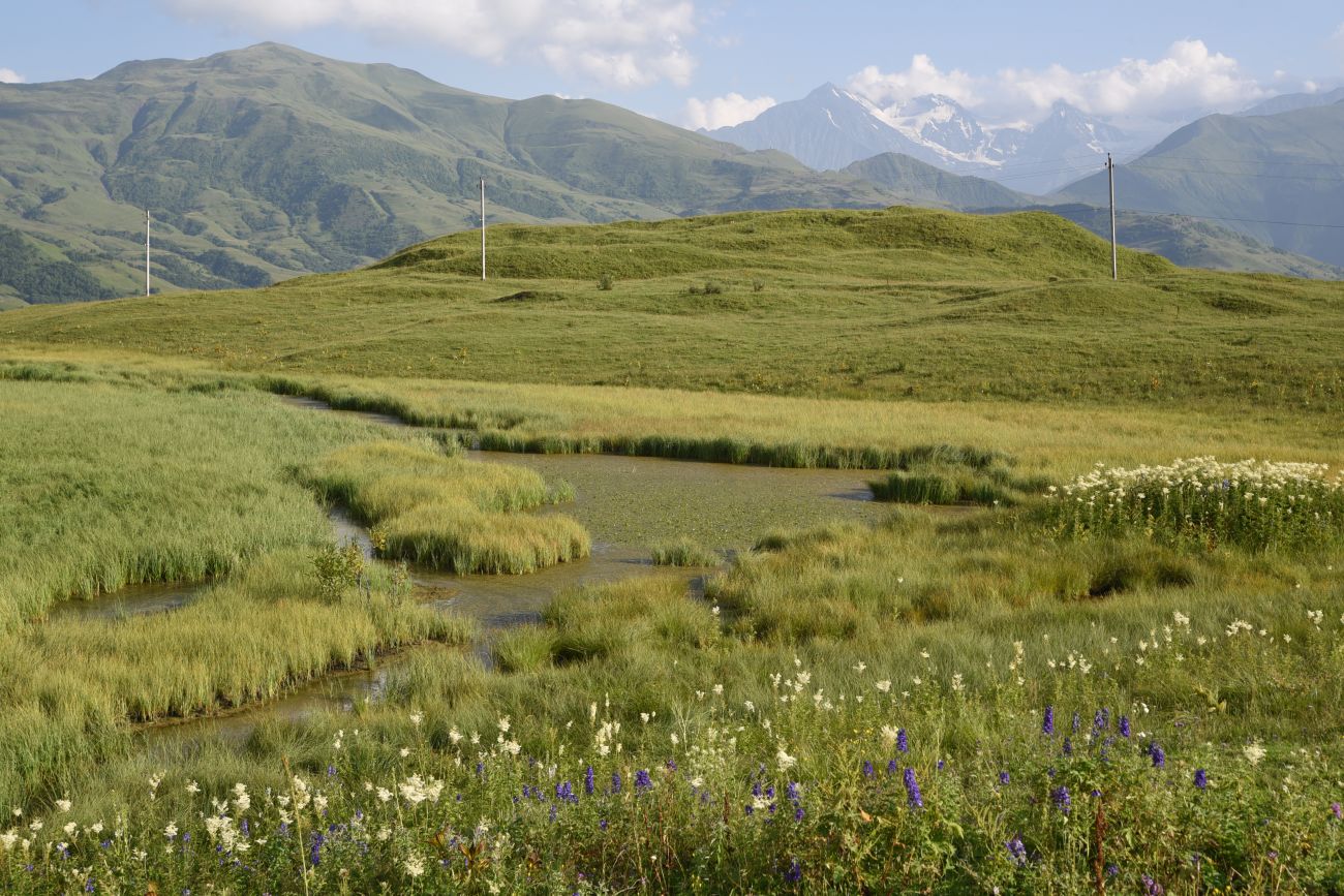 Окрестности урочища Цамадой, image of landscape/habitat.