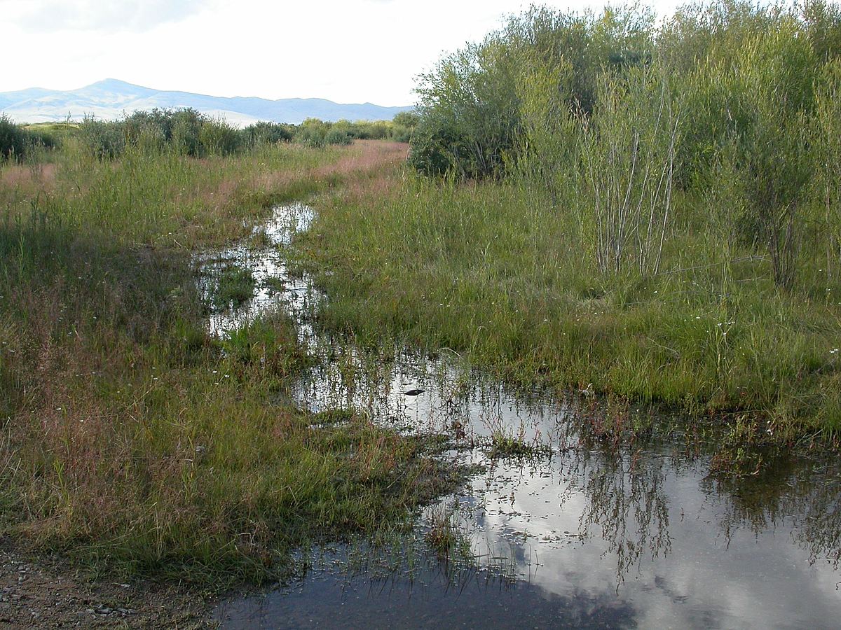 Южный берег Гусиного озера, image of landscape/habitat.