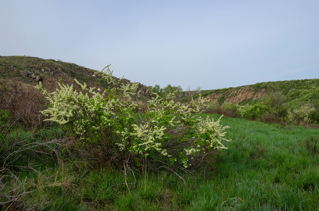 Каменка, image of landscape/habitat.