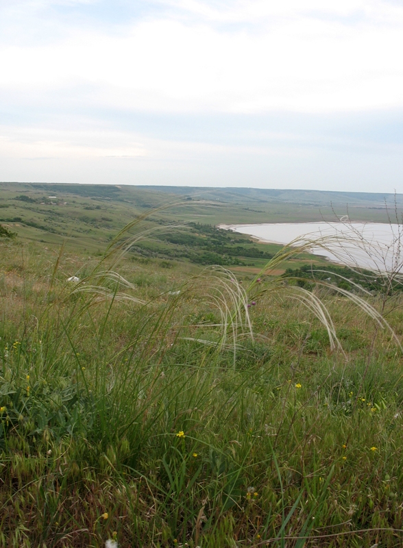 Озеро Солёное, image of landscape/habitat.