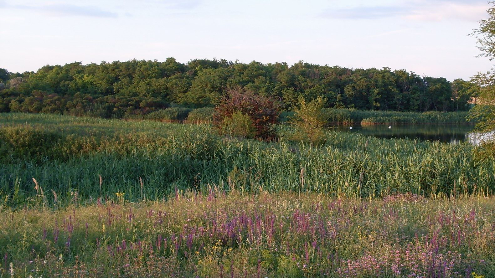 Новомирский пруд, image of landscape/habitat.