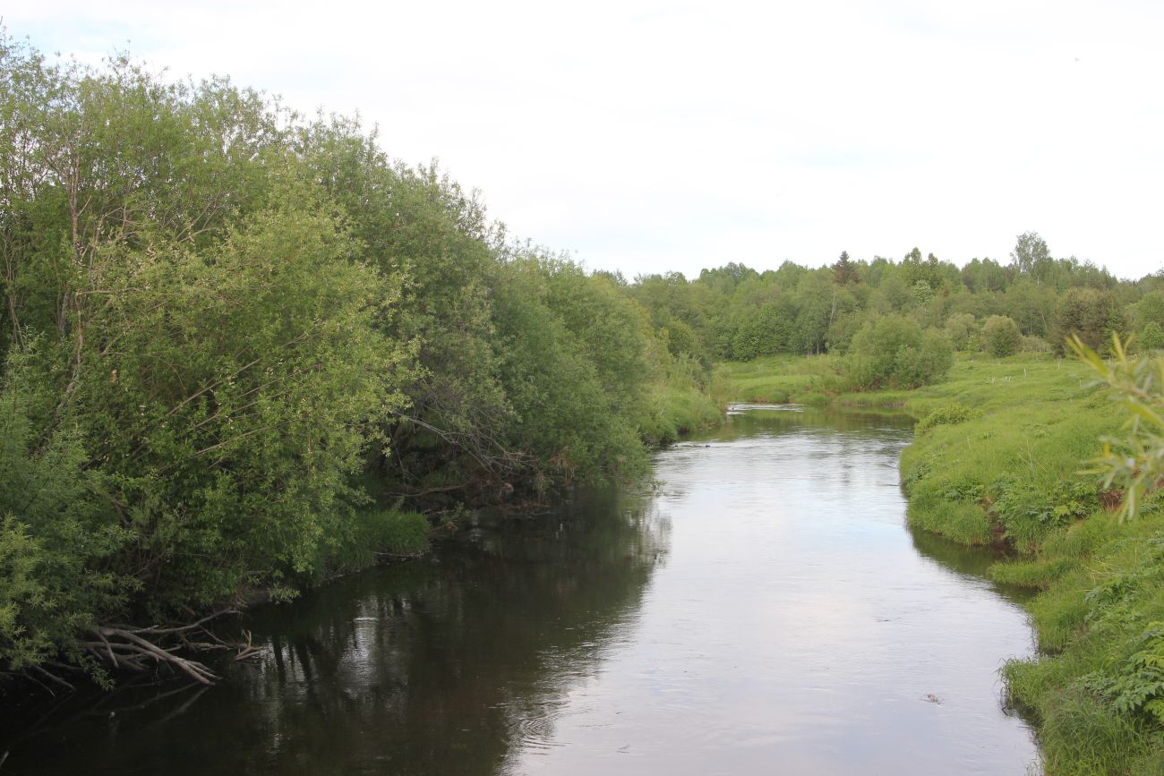 Река Вига рядом с Гольцово, image of landscape/habitat.