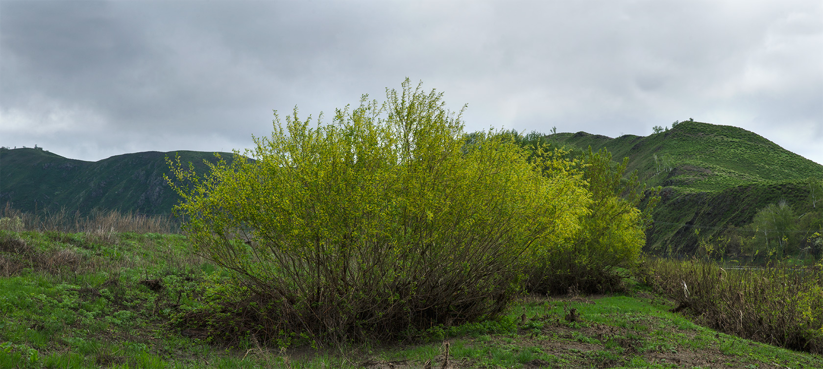 Большеарслангулово, image of landscape/habitat.