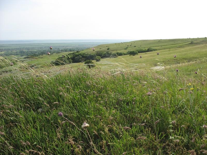 Окрестности Шишкино, image of landscape/habitat.