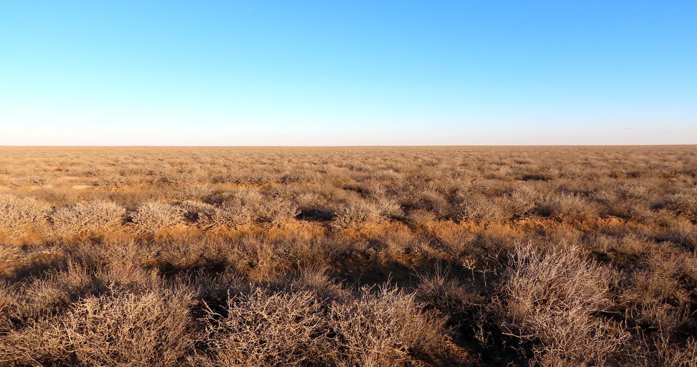 Западная Бетпак-Дала, image of landscape/habitat.