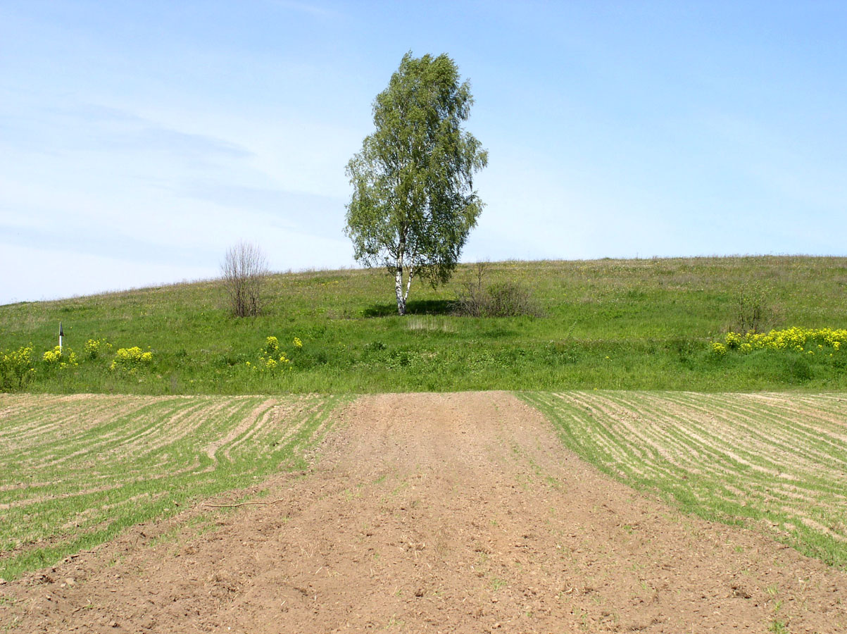 Корожечна в зоне подпора, image of landscape/habitat.