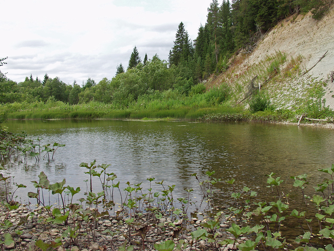 Акичкин Починок, image of landscape/habitat.