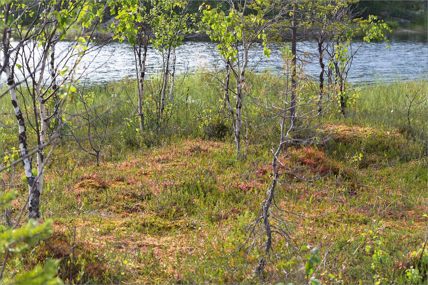 Нотозеро, image of landscape/habitat.