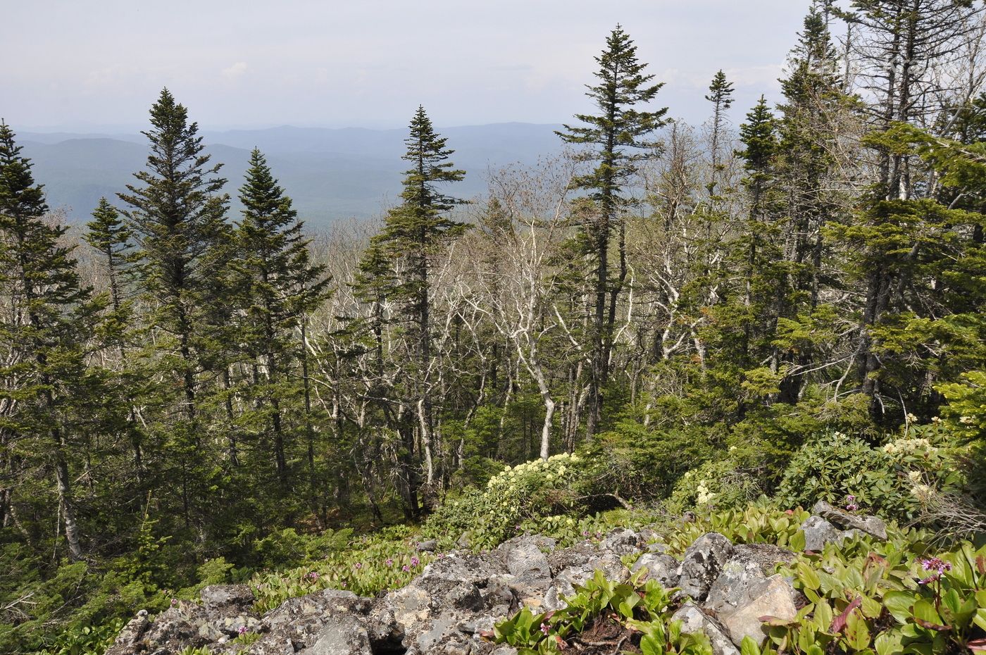 Гора Голец, image of landscape/habitat.