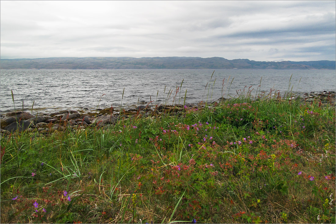 Малая Волоковая губа, image of landscape/habitat.