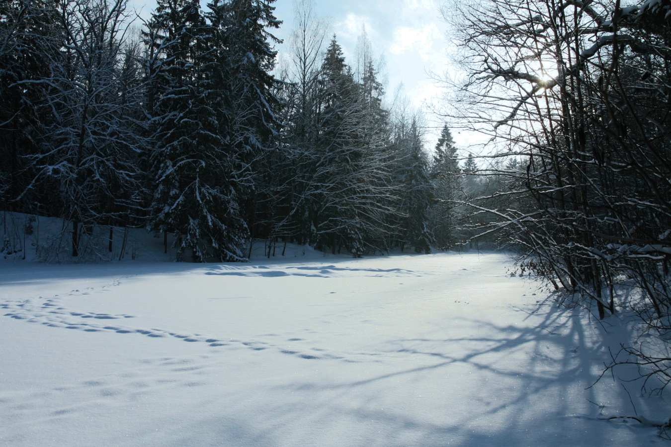 Парк "Сергиевка", image of landscape/habitat.