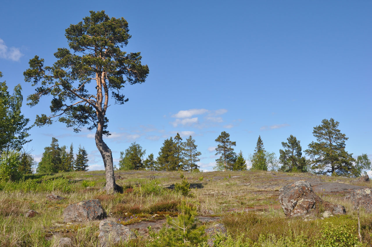 Остров Оборонный, image of landscape/habitat.