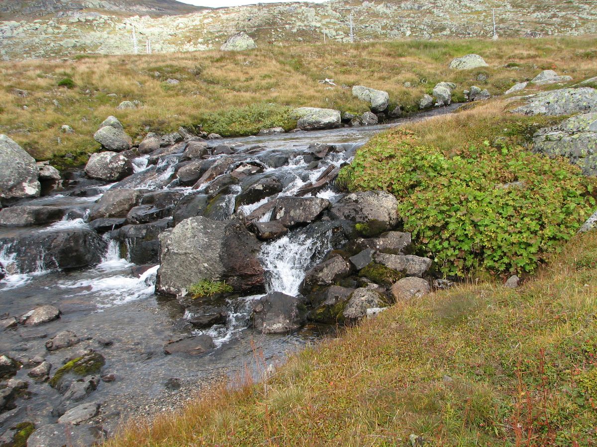 Finse, image of landscape/habitat.